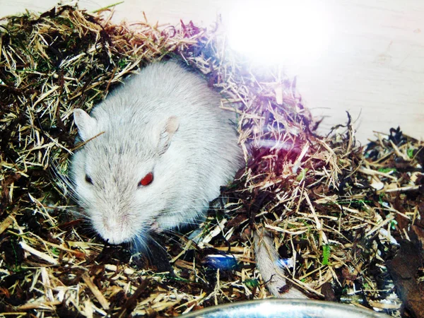 笼中的仓鼠 — 图库照片