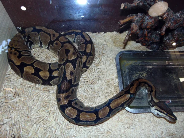 Reticulated Python Snake Cage — Stockfoto