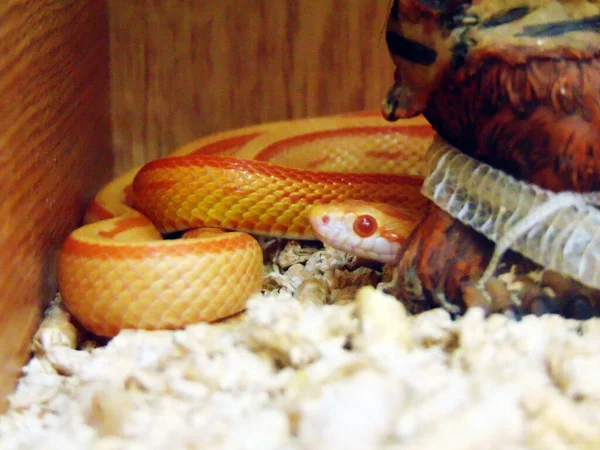 Una Serpiente Maíz Una Jaula —  Fotos de Stock