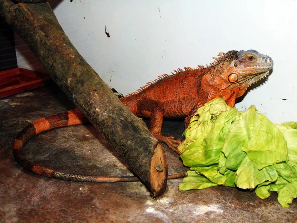 Iguana Marrom Uma Jaula — Fotografia de Stock