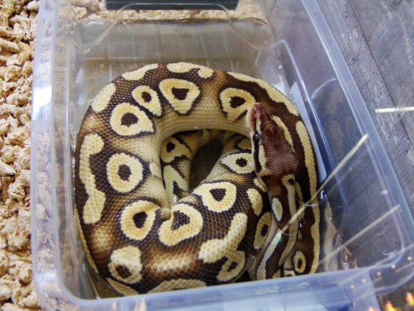 Rock Python Snake Closeup View — Fotografia de Stock