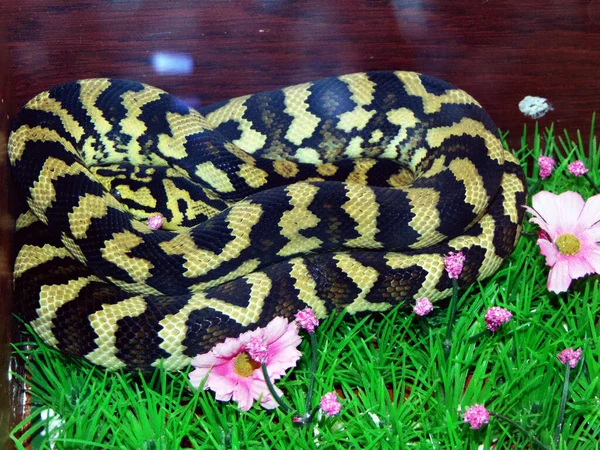 Carpet Snake Cage Closeup View — стоковое фото