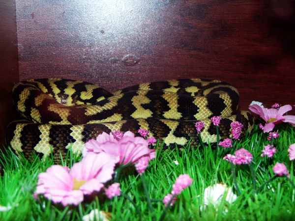 Wąż Dywanowy Klatce Widok Bliska — Zdjęcie stockowe