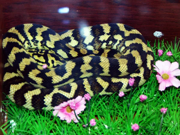 Serpent Tapis Dans Une Cage Vue Rapprochée — Photo