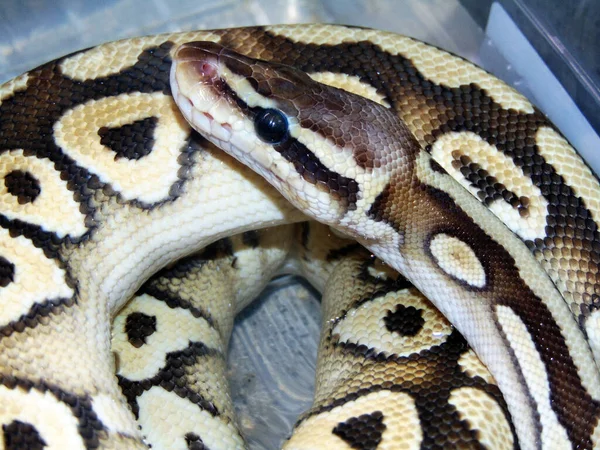 Rock Python Snake Closeup View — стоковое фото