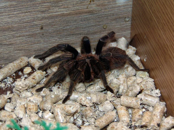 Kafeste Tarantula Örümceği — Stok fotoğraf