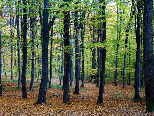 Φθινόπωρο Στο Δάσος Φύση — Φωτογραφία Αρχείου