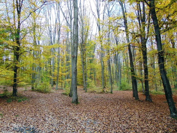 Herfst Het Bos Natuur — Stockfoto