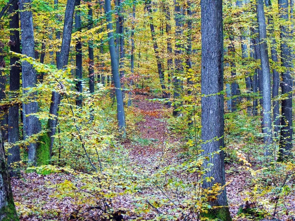 Herfst Het Bos Natuur — Stockfoto