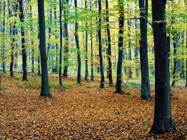 Herfst Het Bos Natuur — Stockfoto
