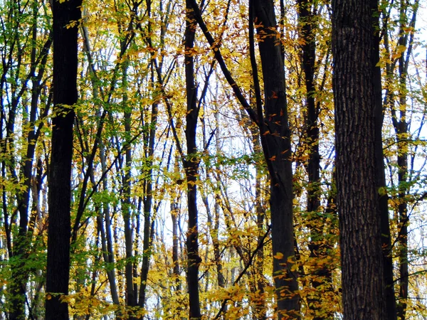 Otoño Bosque Naturaleza —  Fotos de Stock