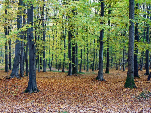 Herfst Het Bos Natuur — Stockfoto