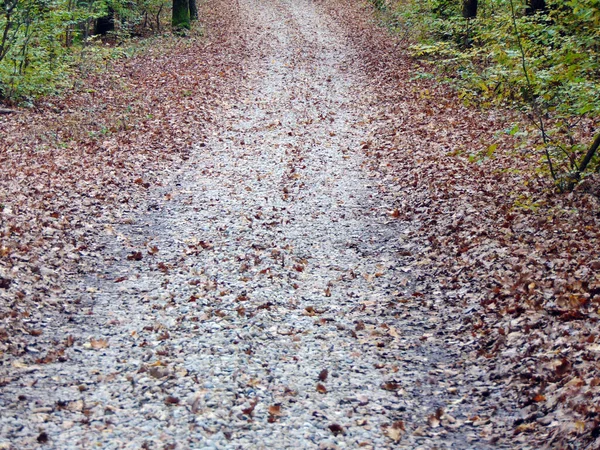 Herbst Wald Natur — Stockfoto