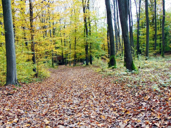 Herfst Het Bos Natuur — Stockfoto