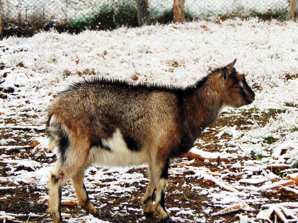 Cabra Granja Invierno —  Fotos de Stock