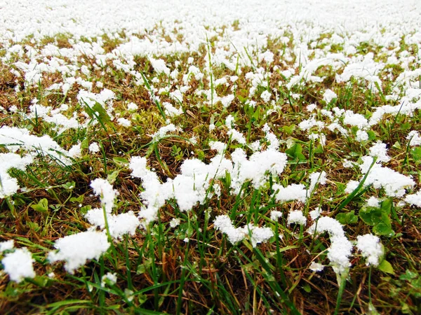 Schnee Auf Dem Gras Maramures — Stockfoto