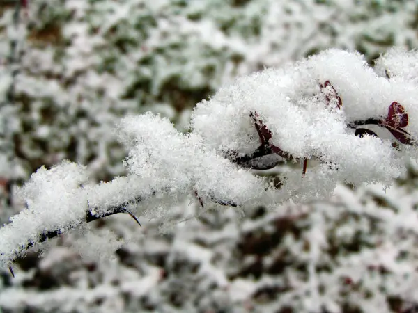 Schnee Auf Dem Gras Maramures — Stockfoto