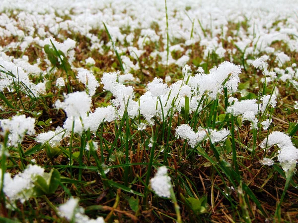 Schnee Auf Dem Gras Maramures — Stockfoto