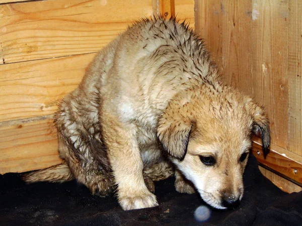 Little Dog Farm — Stock Photo, Image