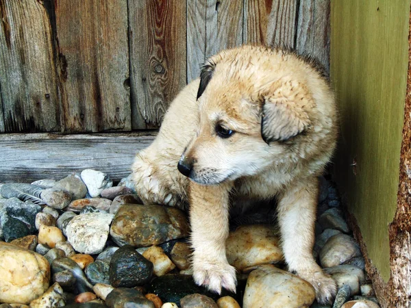 Cagnolino Fattoria — Foto Stock