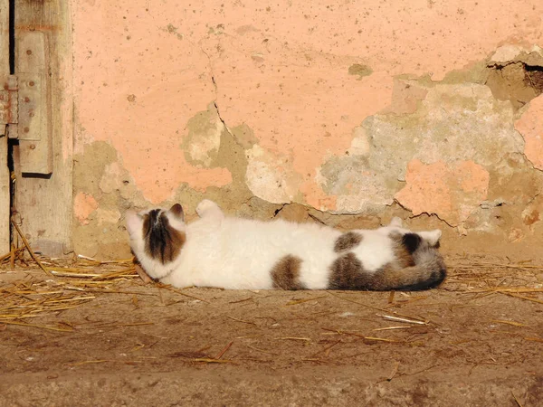 Katze Auf Bauernhof Maramures County — Stockfoto