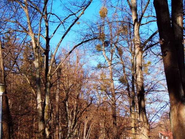 Bomen Het Park Baia Mare — Stockfoto