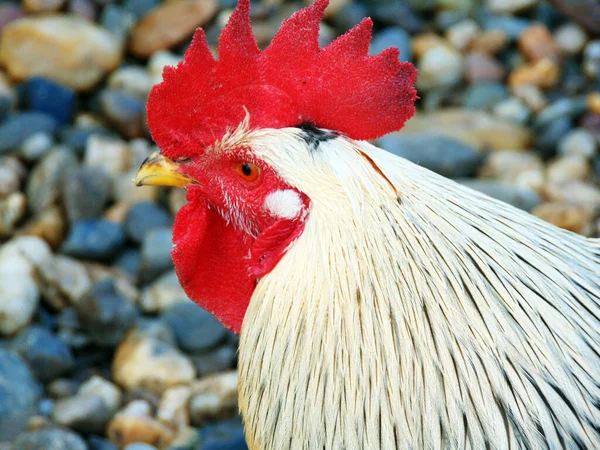 Rooster Farm Maramures — Stock Photo, Image