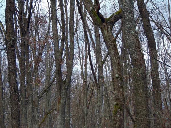 Otoño Bosque Maramures —  Fotos de Stock