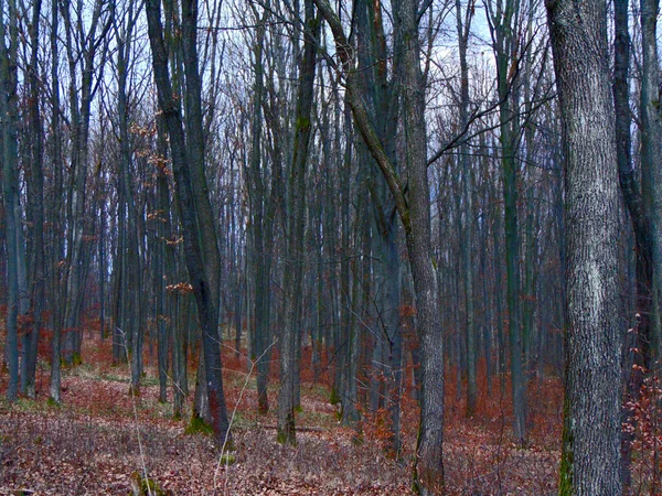 森の中の秋 Maramures — ストック写真