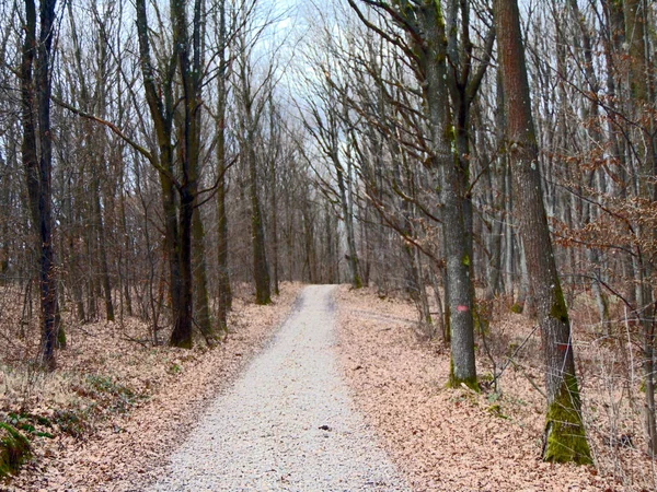 Automne Dans Forêt Maramures — Photo