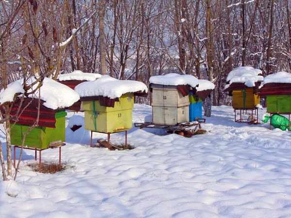 Пчелиные Ульи Зимой — стоковое фото