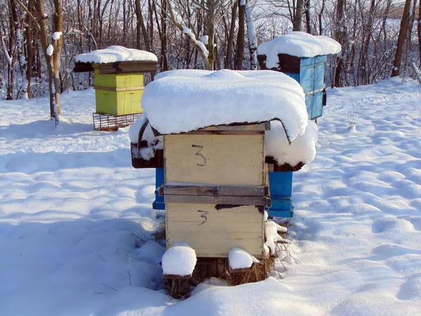 Пчелиные Ульи Зимой — стоковое фото