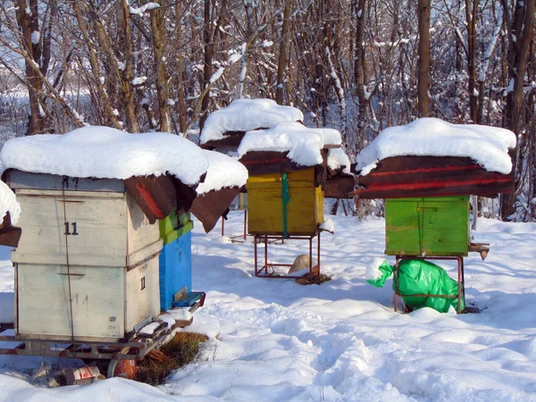 Ruches Abeilles Hiver — Photo