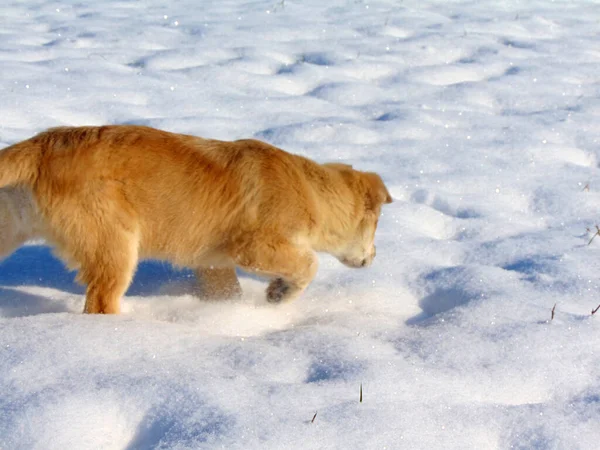 Собака Гуляет Снегу — стоковое фото