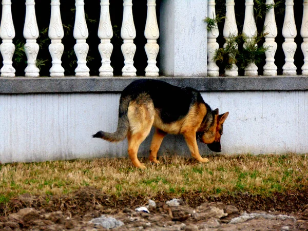 Perro Pastor Alemán Hierba — Foto de Stock