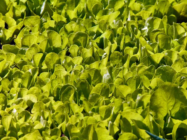 Зеленый Салат Саду Румыния — стоковое фото