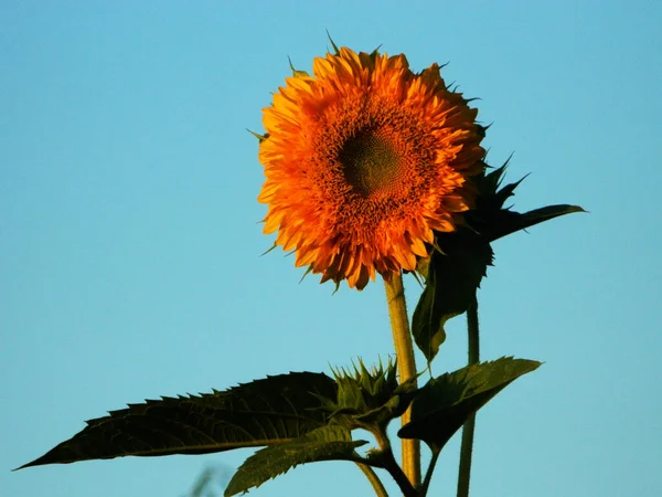 Girasol Cielo Azul — Foto de Stock