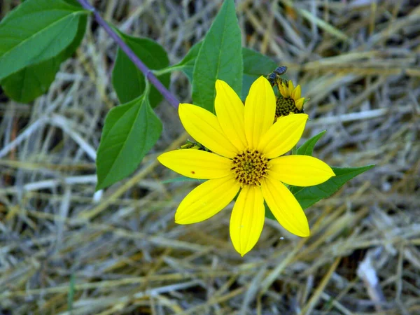 Žlutý Květ Trávě — Stock fotografie