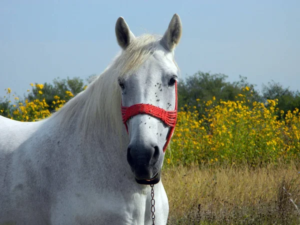 Cheval Blanc Dans Champ — Photo