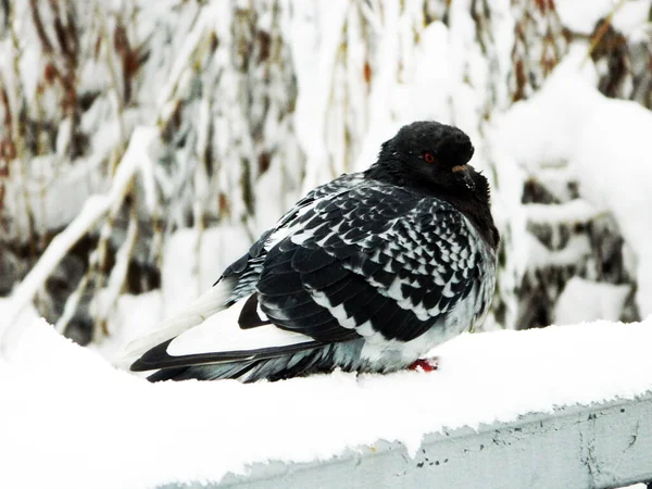 雪の中の鳩は — ストック写真