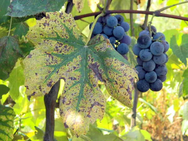 Czarne Winogrona Farmie Maramures — Zdjęcie stockowe