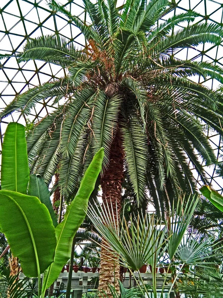 Palmer Vid Botaniska Trädgården Rumänien — Stockfoto