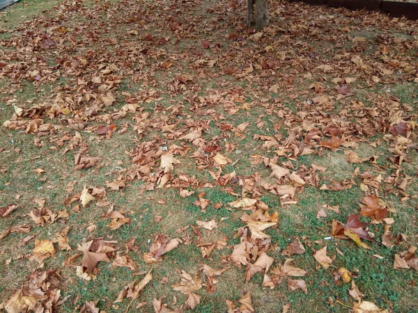 Bladeren Grond Herfst — Stockfoto