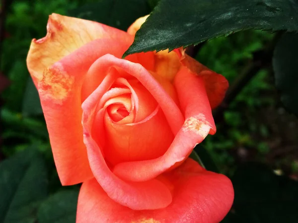 Schöne Rose Garten — Stockfoto