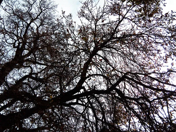 秋天的树 万寿菊 — 图库照片