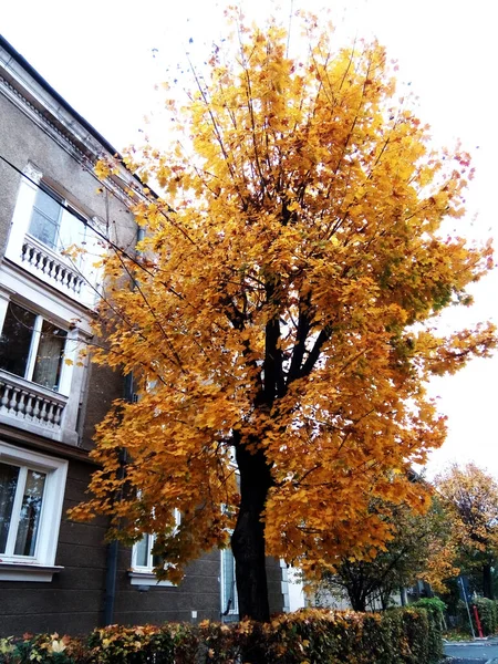 Schöner Baum Herbst Baia Mare — Stockfoto