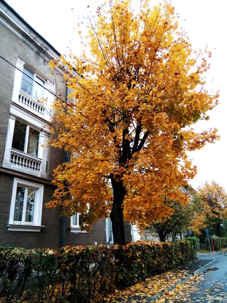 Piękne Drzewo Jesienią Baia Mare — Zdjęcie stockowe