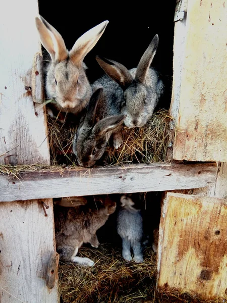 농장에 토끼들 — 스톡 사진