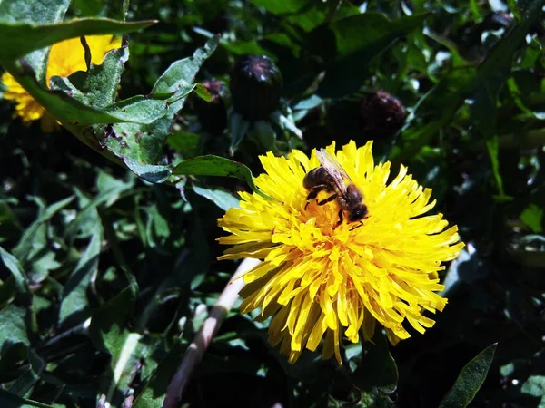 Ape Fiore Dente Leone — Foto Stock