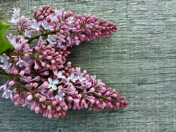 Common Lilac Flowers Flowers Wooden Background — Stock Photo, Image